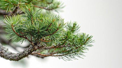 A close-up of a bonsai tree branch with green needles and a light brown trunk against a white background.