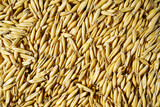 Fototapeta  - Background of oat grains close up. Food abstract pattern.