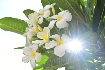 Wall Mural - beautiful white frangipani flower blooming in springtime, natural background