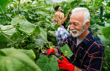 Wall Mural - Happy organic farmer family working in farm glasshouse in spring, harvesting fresh green cucumbers.