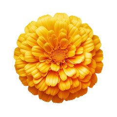 Wall Mural - Yellow marigold flower isolated on transparent background, PNG Image
