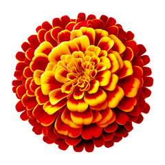 Wall Mural - red and yellow marigold flowers isolated on transparent background PNG image 