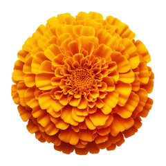 Wall Mural - Yellow marigold flower isolated on transparent background, PNG Image