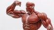 © Netroder - Lifesize human muscular system model flexing, detailed anatomy study, isolated on white