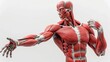 © Netroder - Lifesize human muscular system model flexing, detailed anatomy study, isolated on white