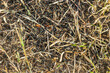 Close up of ants on an anthill