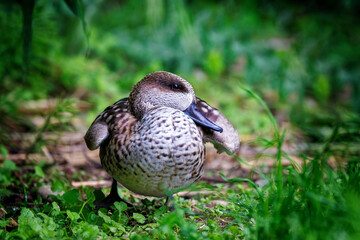 Wall Mural - A marbled teal duck, Marmaronetta angustirostris, a medium sized species that is vulnerable in the wild due to decreasing habitat, water pollution and wetland drainage.