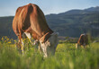 © G_stockerthailand - cow in a field, photo of a cow grazing on green grass with blurred green nature on background.
