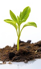 Sticker - Baby Zucchini sprout ready to plant isolated on white background