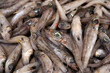 hlorophthalmus agassizi shortnose greeneye fresh fish seafood at Ortigia Syracuse sicily fish market Italy