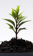 Poster - Black land for plant isolated on white background.