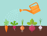 Fototapeta  - Watering garden. Vector cartoon flat illustration of root vegetables in soil and irrigation watering can.