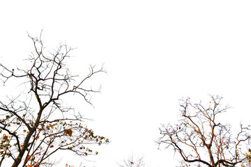 Silhouette isolated tree dry branches with white background.