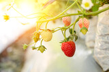 Fototapeta Niebo - Sweet strawberry. Fresh ripe organic strawberries on the branch in plantation with copy space.