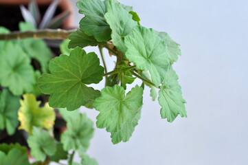 Poster - folha verde planta 