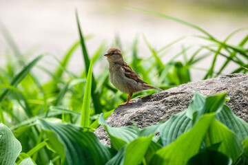 Wall Mural - House Sparrow