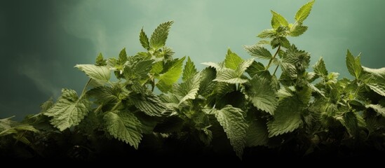 Wall Mural - the transformation of catnip leaves from green to brown beautifully captured in a closeup copy space