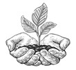 Small young plant seedling in hands. Hands holding and caring growing sprout with leaves
