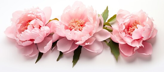 Canvas Print - A top down view of three dew covered peonies placed on a white backdrop with plenty of empty space for other images or words in the frame. Copy space image. Place for adding text and design