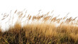 © F U T U R O  - Cutout dried grass meadows savanna field isolated on transparent background