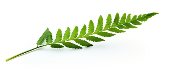 Poster - Isolated on a white background with clipping path the Paco fern leaf Diplazium esculentum is a small vegetable fern also known as the vegetable fern. Copy space image