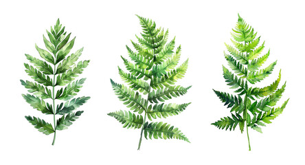 Watercolor set of fern isolated on transparent background.