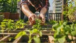 Hands Tending to Urban Rooftop Vegetable Garden Promoting Sustainable Living in City Environments