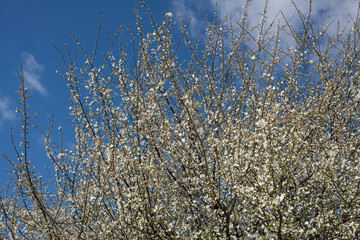 Wall Mural - White beautiful flowers on a tree in the garden, blooming in early spring