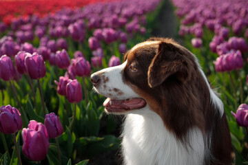 Wall Mural - adorable happy australian shepherd in the charming purple tulip flowers field