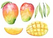 Mango fruit watercolour hand painted food illustration 