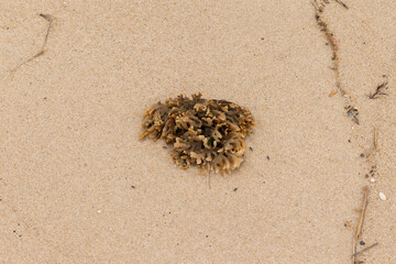 This rubbery bryozoan lay sitting on the beach. It was brought in by the tide of the ocean and sits here among the brown grains of sand. Its little tan tentacles stick out all over.