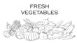 Fresh vegetables banner. Different agriculture harvest products composition. Pumpkin carrot and eggplant, ripe cabbage and onion. Hand drawn isolated elements. Vector pencil illustration
