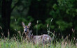 Young female deer standing at the forest edge looking back at you