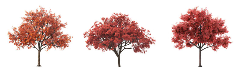 Wall Mural - collection of brown tree with red leaves isolated on transparent or white background.3d rendering