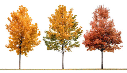 Wall Mural - sage green mustard yellow and burnt orange autumn tree isolated on transparent or white background. 