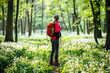 Woman tourist with red backpack hiking in spring forest. Hike and joy in nature. Female hiker explore woodland