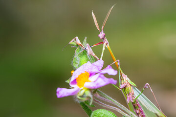 Sticker - Close up of pair of Beautiful European mantis ( Mantis religiosa )