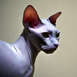Elegant sphynx cat