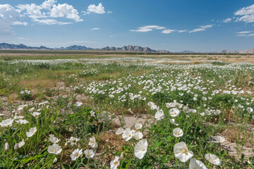 Wall Mural - lush deserted field dotted with white blooms