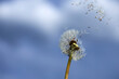 National Asthma and Allergy Awareness Month. Fluffy dandelions glow in rays of sunlight at sunset