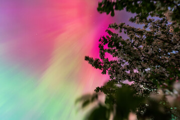 Aurora borealis, The Northern lights at Kuldiga, Latvia.