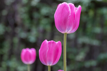 Wall Mural - Pink flower tulips blossoming in park. Bulbous ornamental tulipa plants of liliaceae family grow on flowerbed. Floral pink petals bloom on foliage background. Flower carpet from buds. Horticulture.