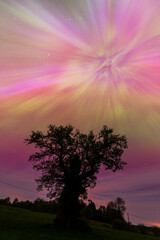 Canvas Print - Aurora borealis, The Northern lights over oak tree. Kuldiga municipality, Latvia.