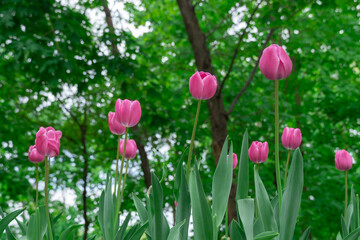 Wall Mural - Pink flower tulips blossoming in park. Bulbous ornamental tulipa plants of liliaceae family grow on flowerbed. Floral pink petals bloom on foliage background. Flower carpet from buds. Horticulture.