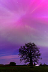 Wall Mural - Aurora borealis, The Northern lights over oak tree. Kuldiga municipality, Latvia.