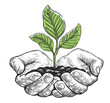 Growing young green plant with leaves with ground in hands. Human palms holding sprout. Clipart sketch drawing
