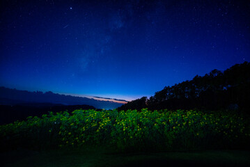 Wall Mural - landscape of milky way over mexican sunflower ( tung bua tong flower) on mountain in mae hong son pr