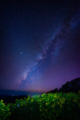 Wall Mural - landscape of milky way over mexican sunflower ( tung bua tong flower) on mountain in mae hong son pr