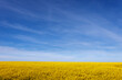 A large, beautiful rapeseed field under a blue sky