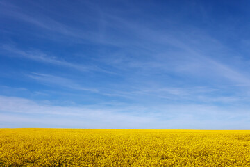a large, beautiful rapeseed field under a blue sky